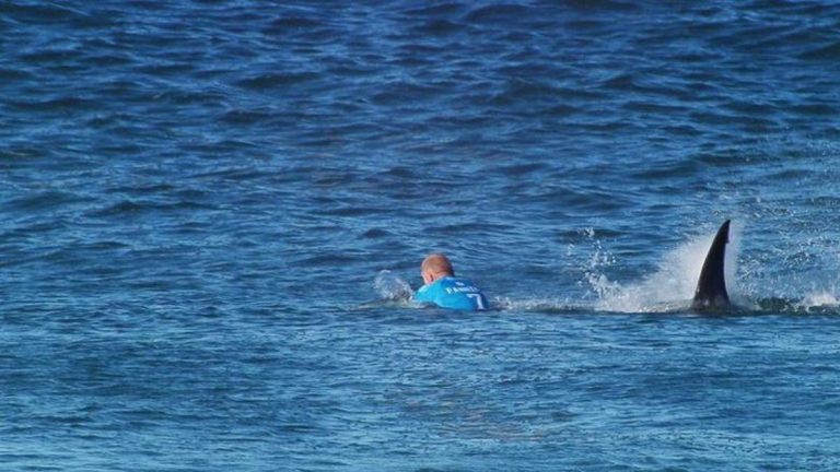 Sharks Take Center Stage in Recent New York Coastal Attacks