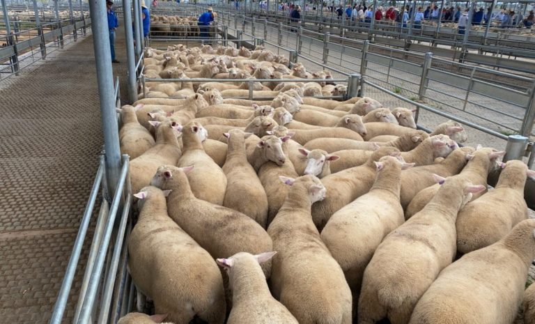 Sheep Surplus Crisis Hits Australia as Mutton Prices Plummet 70%