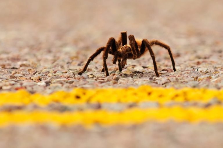 Tarantula Causes Traffic Accident in Death Valley