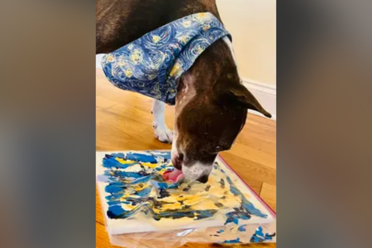 One-eared dog named Van Gogh ‘paints’ his way to adoption