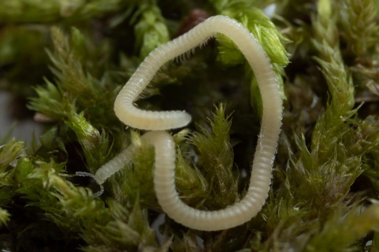 Los Angeles Thread Millipede Discovered Beneath the City of Angels