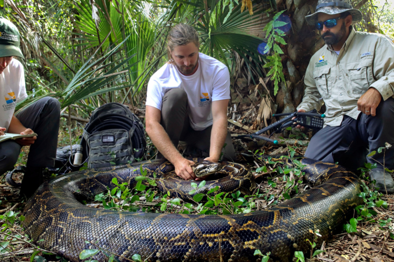 The largest ever Python caught in Florida Everglades