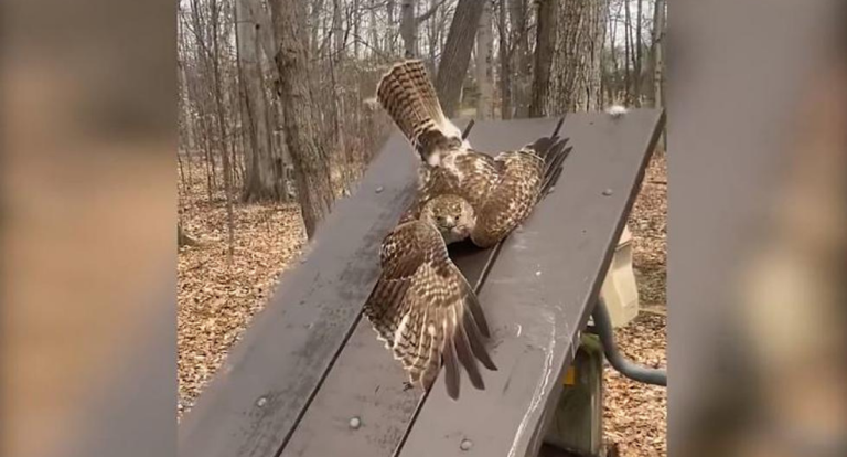 Hawk Trapped in a Picnic Table Leads to a Good Hearted Rescue