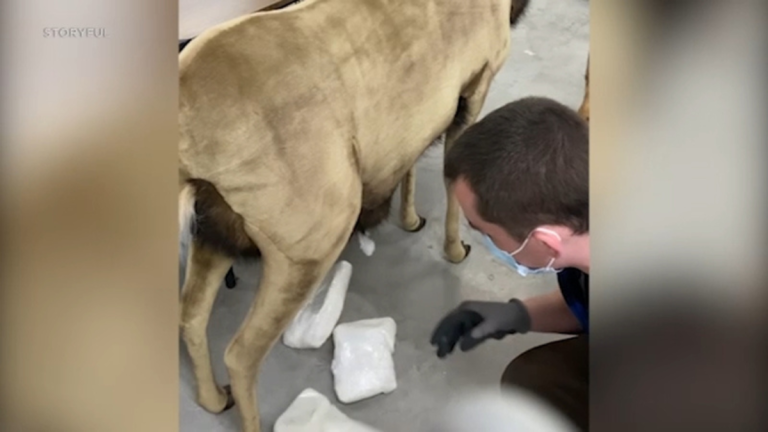 Stuffed Reindeer Delivers Surprise Party Favors to a Donation Center