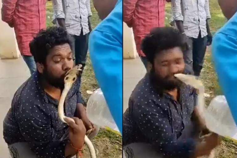 Man tries to kiss cobra snake and it ends as expected, now battling for life