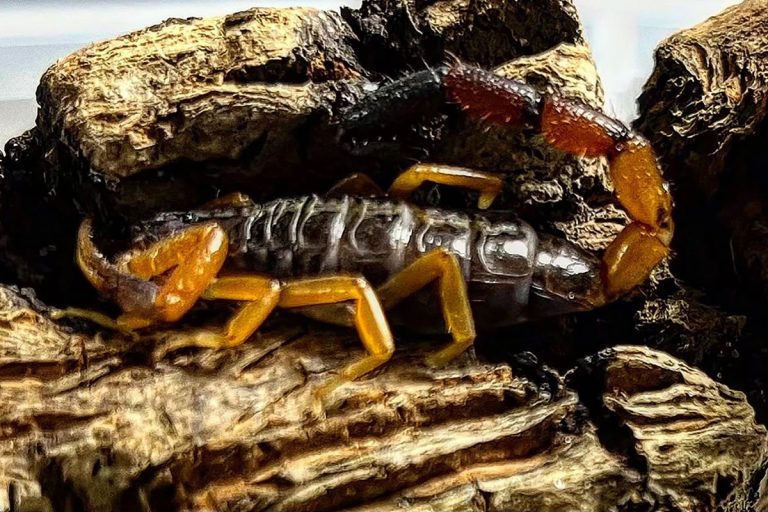 Woman Discovers Scorpion in Luggage