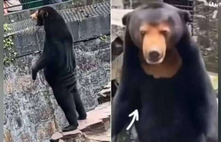 Zoo in China Denies that its Bears are Humans in Disguise