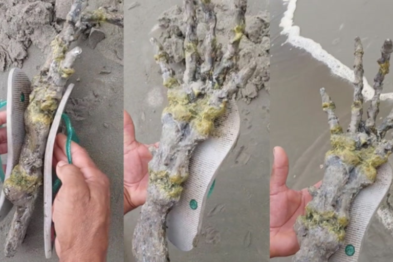 Couple terrified after finding alien hand on beach