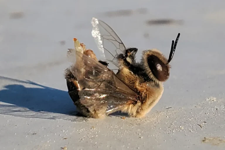 Scientists Find Bees Pleasure Themselves to Death When Temperatures Soar