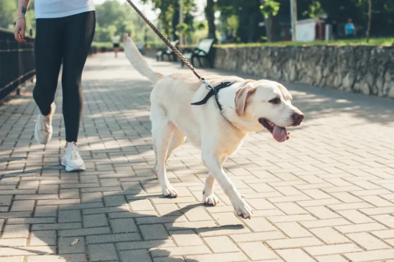 Territorial Pissings: Unknown Man Throws Urine at Dog Walkers in Chicago