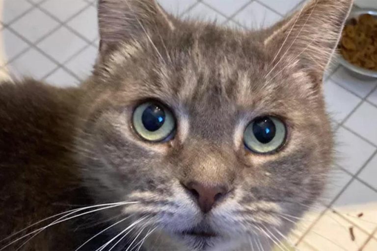Maine Cat Missing for Almost 7 Years Found 1,400 Miles Away in Florida
