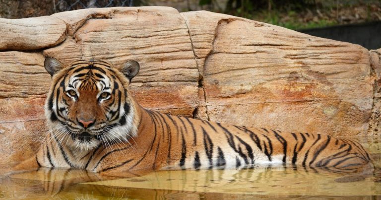 Florida Tiger Shot and Killed After Attacking Zoo Worker