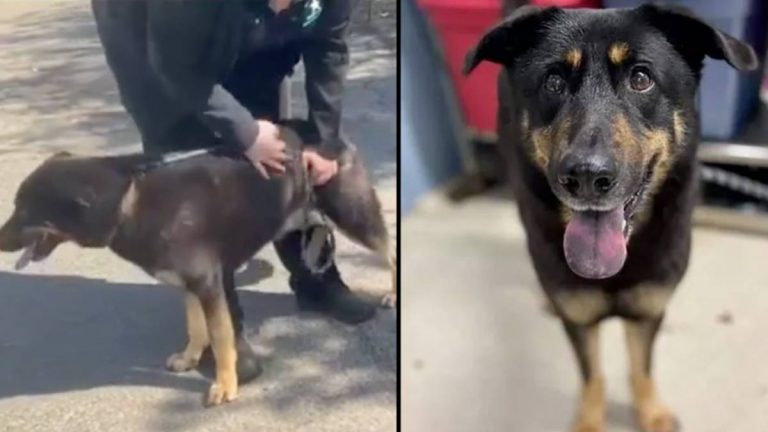 Dog Dumped At Animal Shelter For Being “Gay”