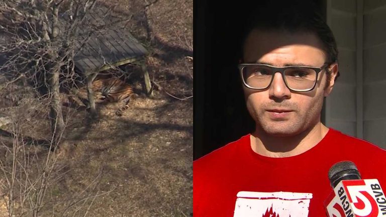 Student Allegedly Tried to Bust Into Tiger Cage at Boston Zoo