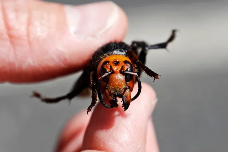 Sex Spray Emerges as a Deterrent to Murder Hornets Invading the US