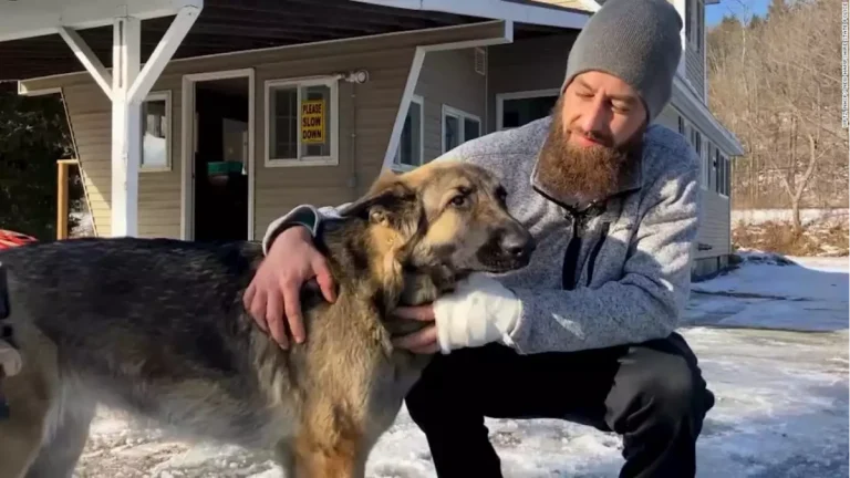 Heroic Dog is a Real Life Lassie, Saving Owners’ Lives