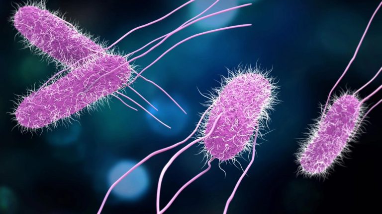 Deadly Outbreak! Ground Beef Contaminated with Salmonella Sweeping Northeastern States