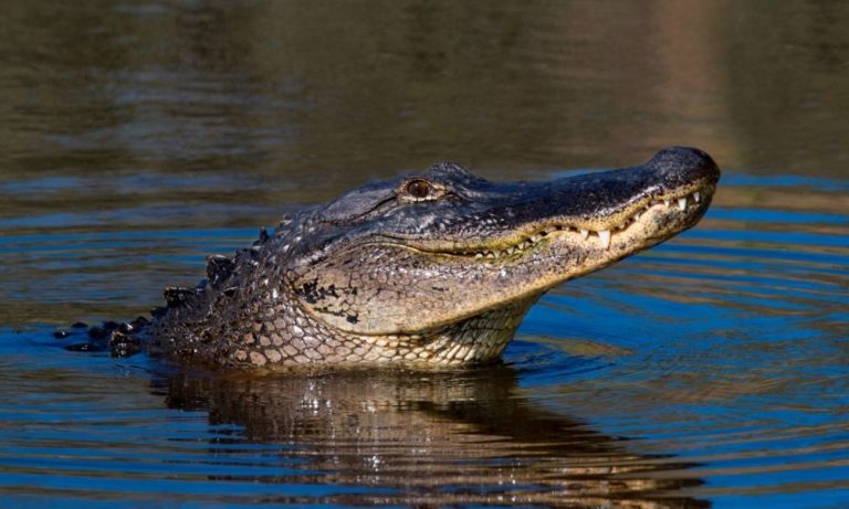 Watch: Alligator Launches Daring Assault on Underwater Drone