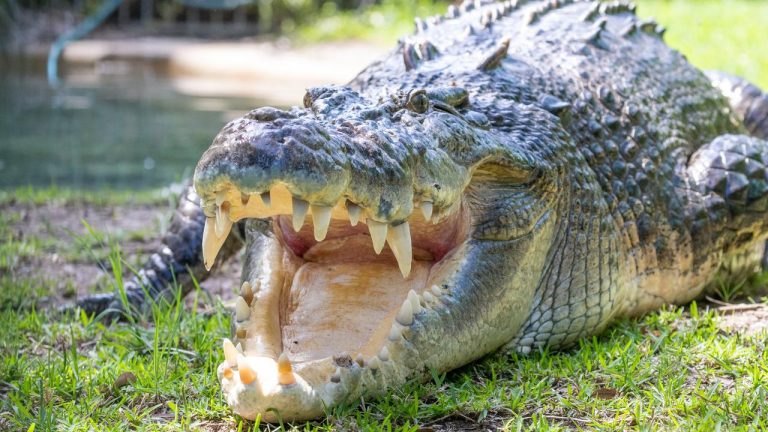 Australia: Authorities Kill 16-Foot Crocodile Following Fatal Attack