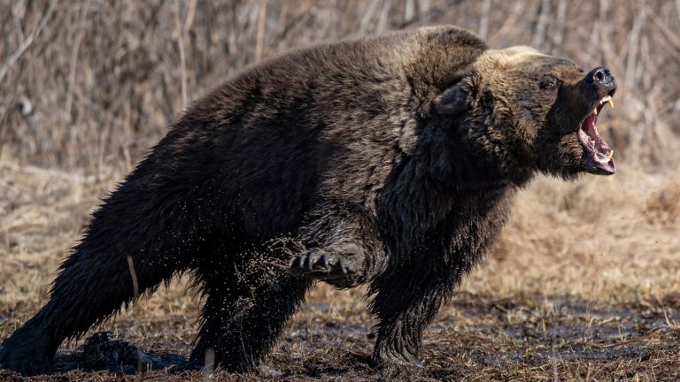 Black Bear Attacks 3-Year-Old Girl at Montana Campground