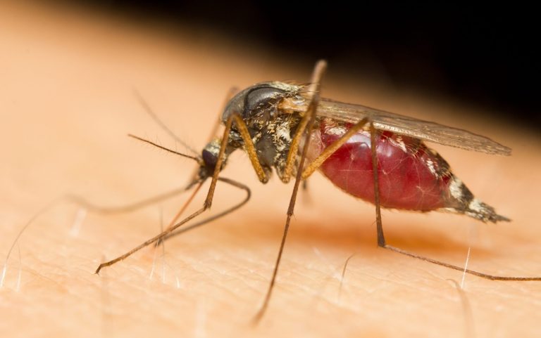 Eastern Equine Encephalitis