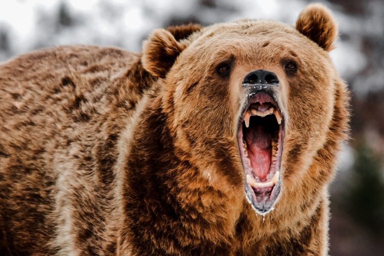 Hunter on the Mend After Bear Mauling Incident