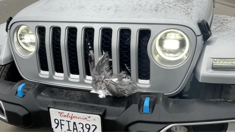 Man Intentionally Kills 25 Seagulls with Jeep Cherokee,