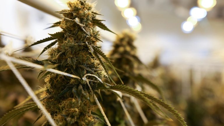 Ohio Marijuana Businesses Hit with $212K Fines for Ice Cream Truck Promotions