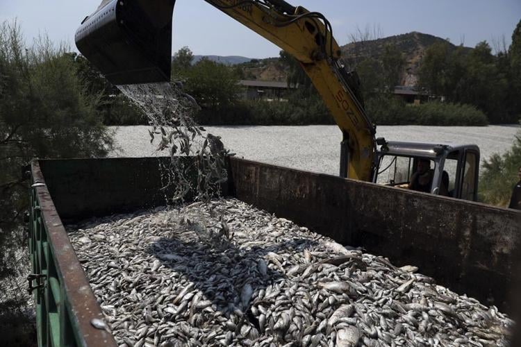 Over 100 Tons of Dead Fish Accumulate at Greek Port