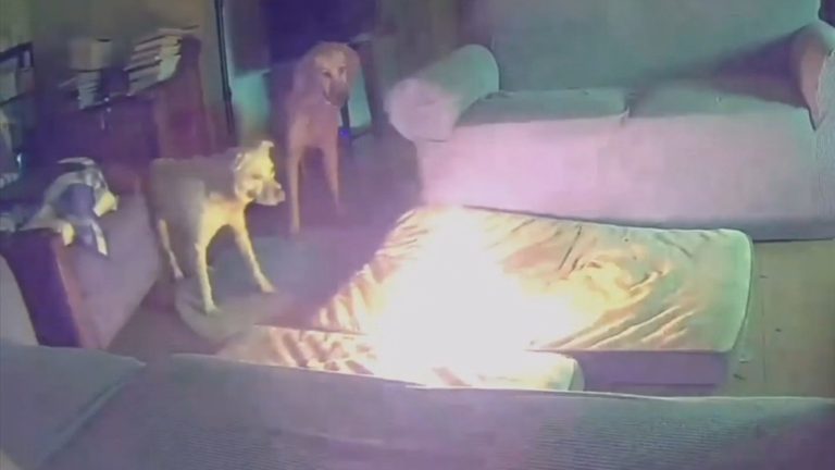 Oklahoma Dog Starts Fire in Home