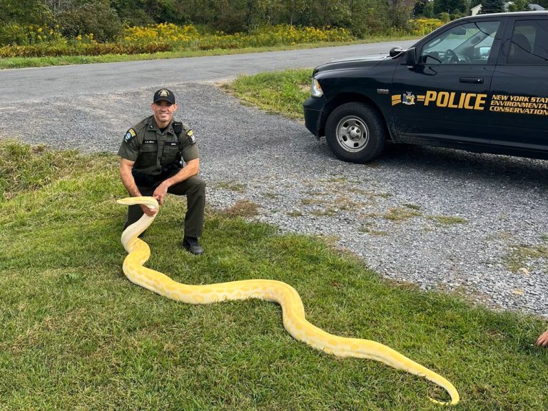 13-Foot Python Seized from Upstate New York Man