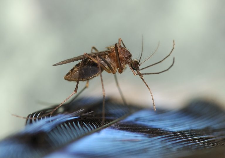 Eastern Equine Encephalitis