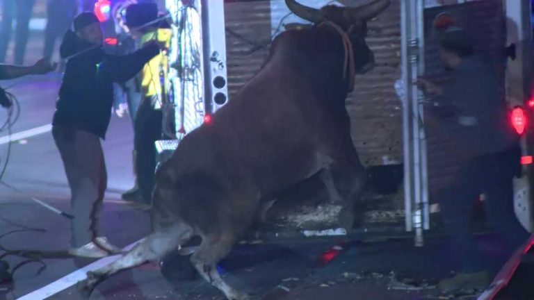 Runaway Bull Captured After Wild Chase on Massachusetts Highway