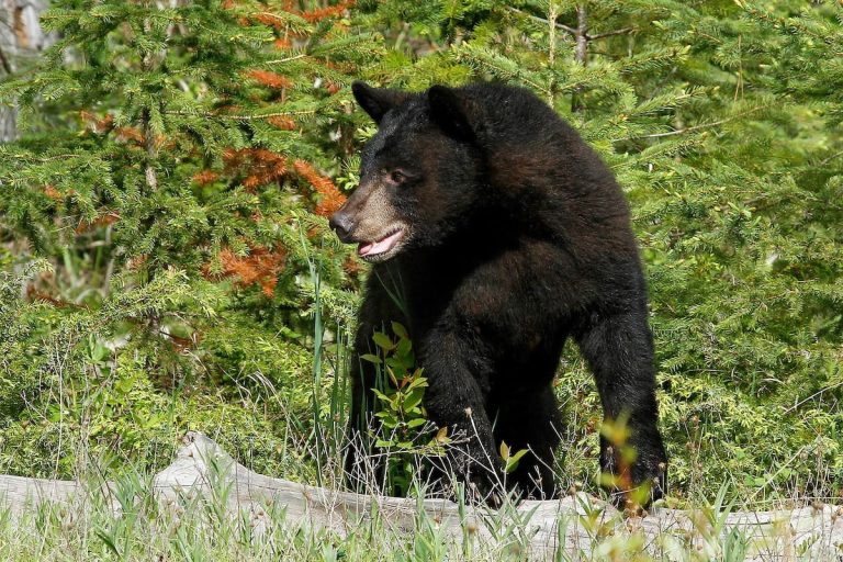 Black Bear Breaks Into Colorado Home and Attacks Resident