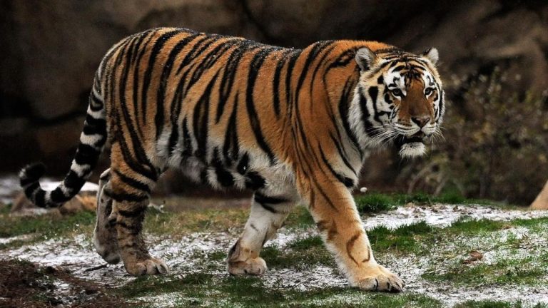 Gov. Landry Backs Return of LSU Live Tiger Mascot Despite PETA