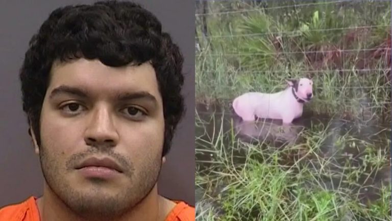Former Owner Arrested After Dog Left Tied up Ahead of Hurricane Milton