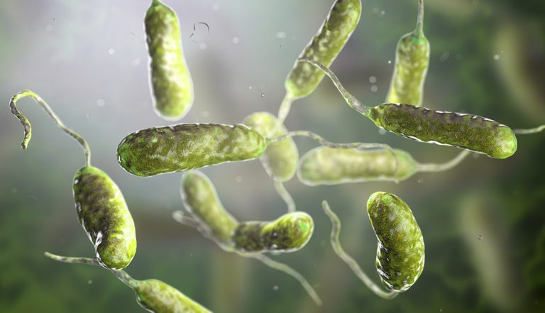 Hurricane Helene Spurs Rise in Vibrio Vulnificus Flesh-Eating Bacteria Cases