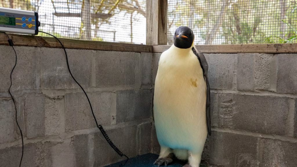 Antarctic Emperor Penguin Released Back Into the Ocean After Historic Journey to Australia