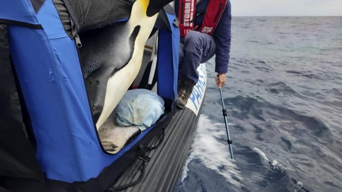 Antarctic Emperor Penguin Released Back Into the Ocean After Historic Journey to Australia