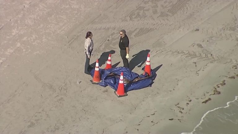 Bodyless Head Found in South Florida Identified as Missing 19-Year-Old Swimmer