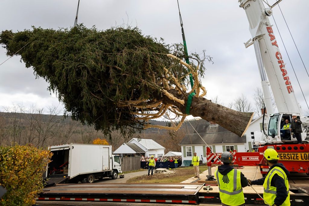 Rockefeller Christmas Tree Arrives in New York City