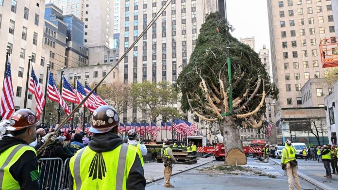 Rockefeller Christmas Tree Arrives in New York City