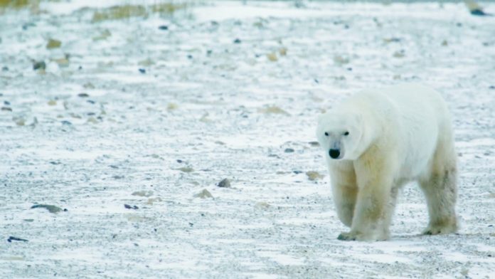 Man Seriously Injured After Rescuing Wife From Polar Bear Attack