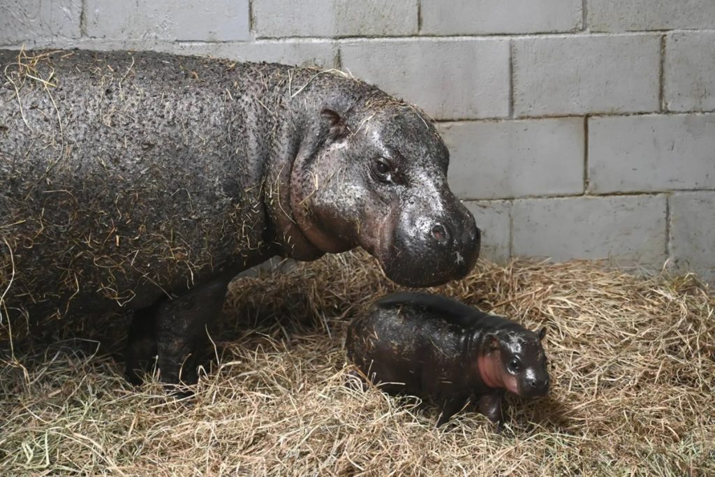 Metro Richmond Zoo Welcomes Baby Pygmy Hippo in December Birth