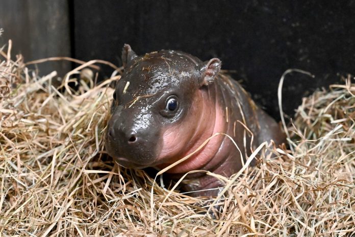 Metro Richmond Zoo Welcomes Baby Pygmy Hippo in December Birth