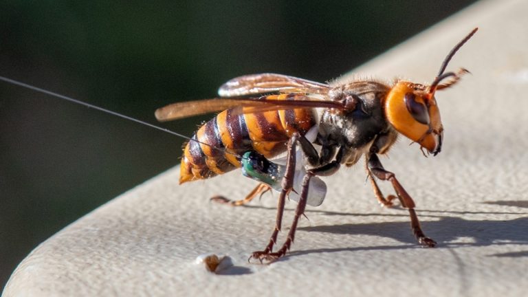 Northern Giant Murder Hornet Eradicated from the United States