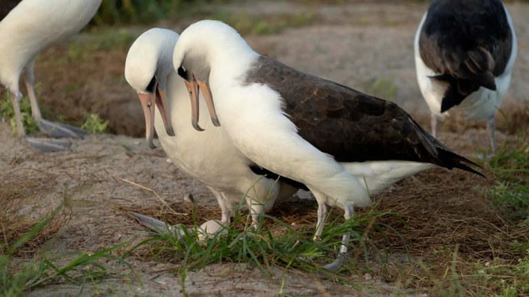 World’s Oldest Laysan Albatross Lays Egg at Age 74