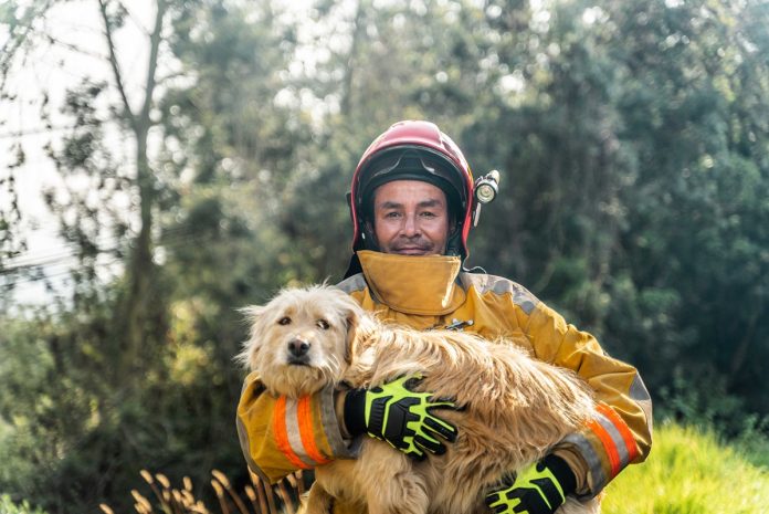 Animal Shelters and Hotels Offer Hope to Pets and Owners Displaced by Los Angeles Fires