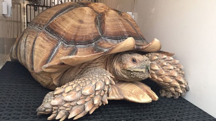 Beloved Pet Tortoise Rescued After California Wildfires Destroy Family Home