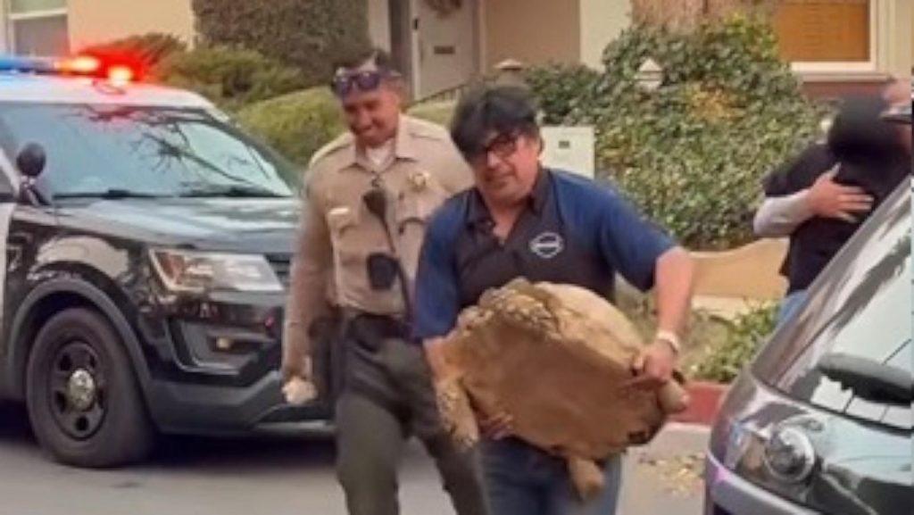 Beloved Pet Tortoise "Rocky" Rescued After California Wildfires Destroy Family Home